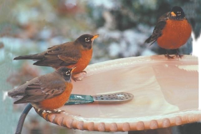 American Robin  Outdoor Alabama